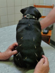 Gina,zwarte mopshond,2jr, heeft last van atopie en is angstig. Ze krijgt acupunctuur en Efavet.